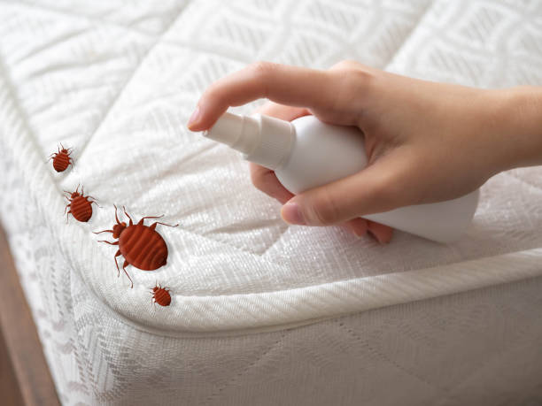 Best Spider Control Near Me  in Bremen, IN